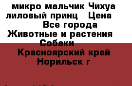 микро мальчик Чихуа лиловый принц › Цена ­ 90 - Все города Животные и растения » Собаки   . Красноярский край,Норильск г.